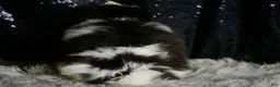 Pomeranian dogs for sale: Panda - Ad 7