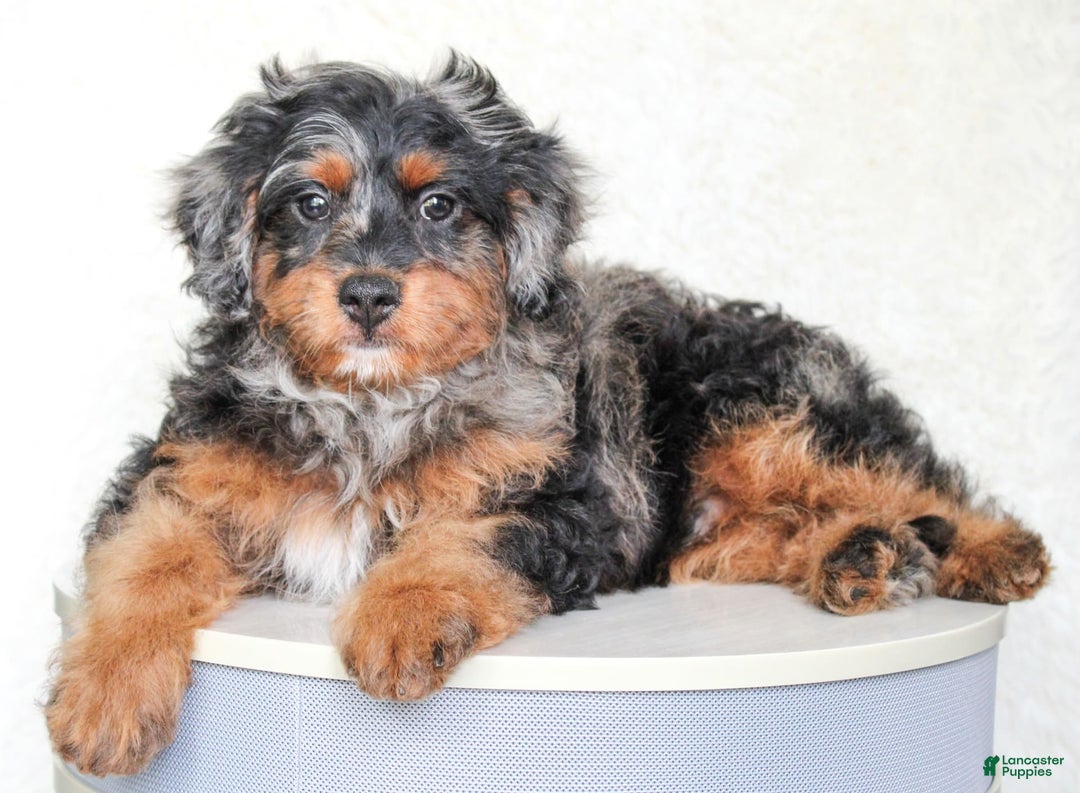 Cavapoo dogs for sale: Truffles - Ad 3