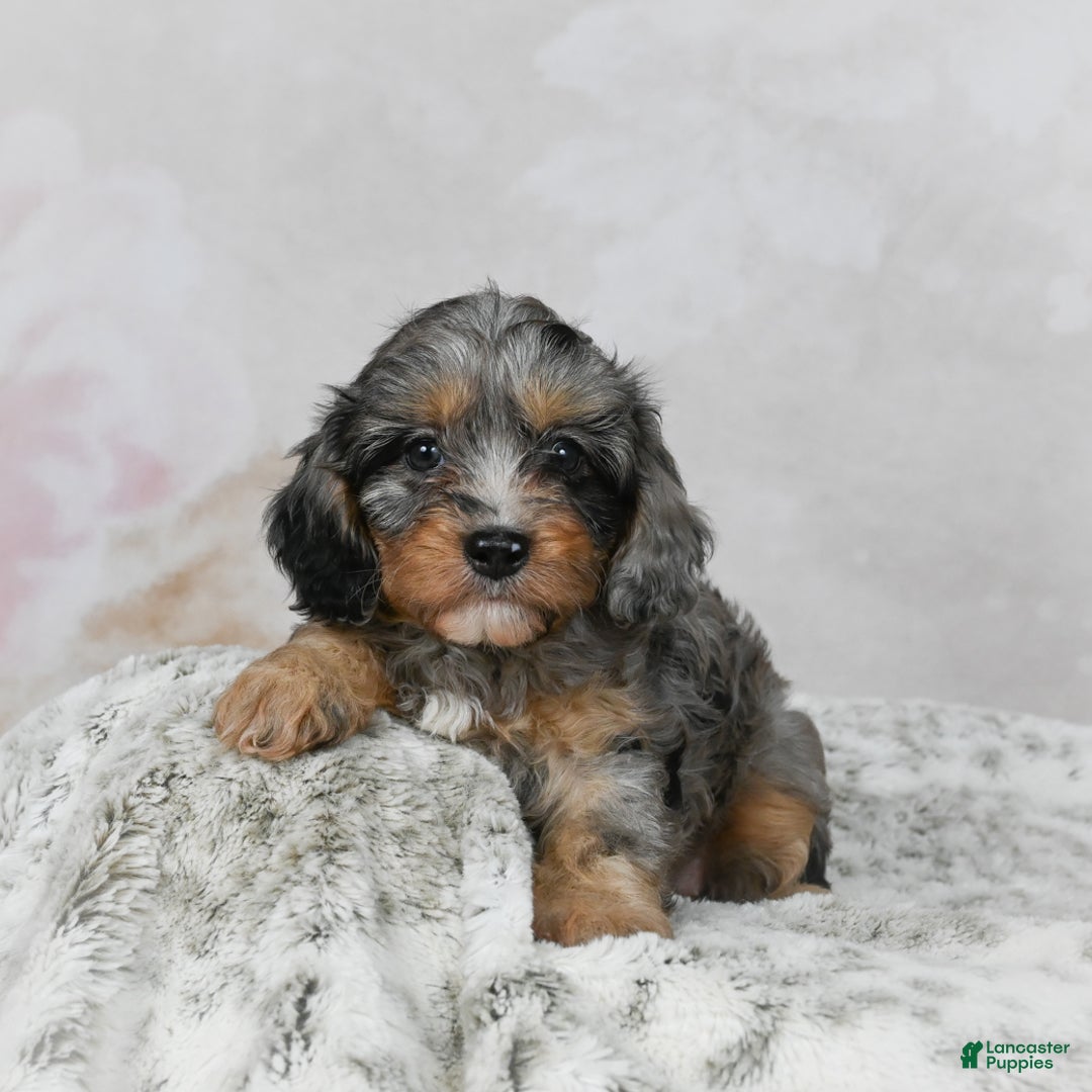 Cavapoo dogs for sale: Libby - Ad 2