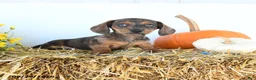 Miniature Dachshund dogs for sale: Myles - Ad 4