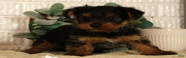 Wags