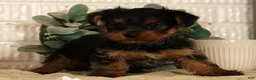 Yorkshire Terrier dogs for sale: Wags - Ad 1