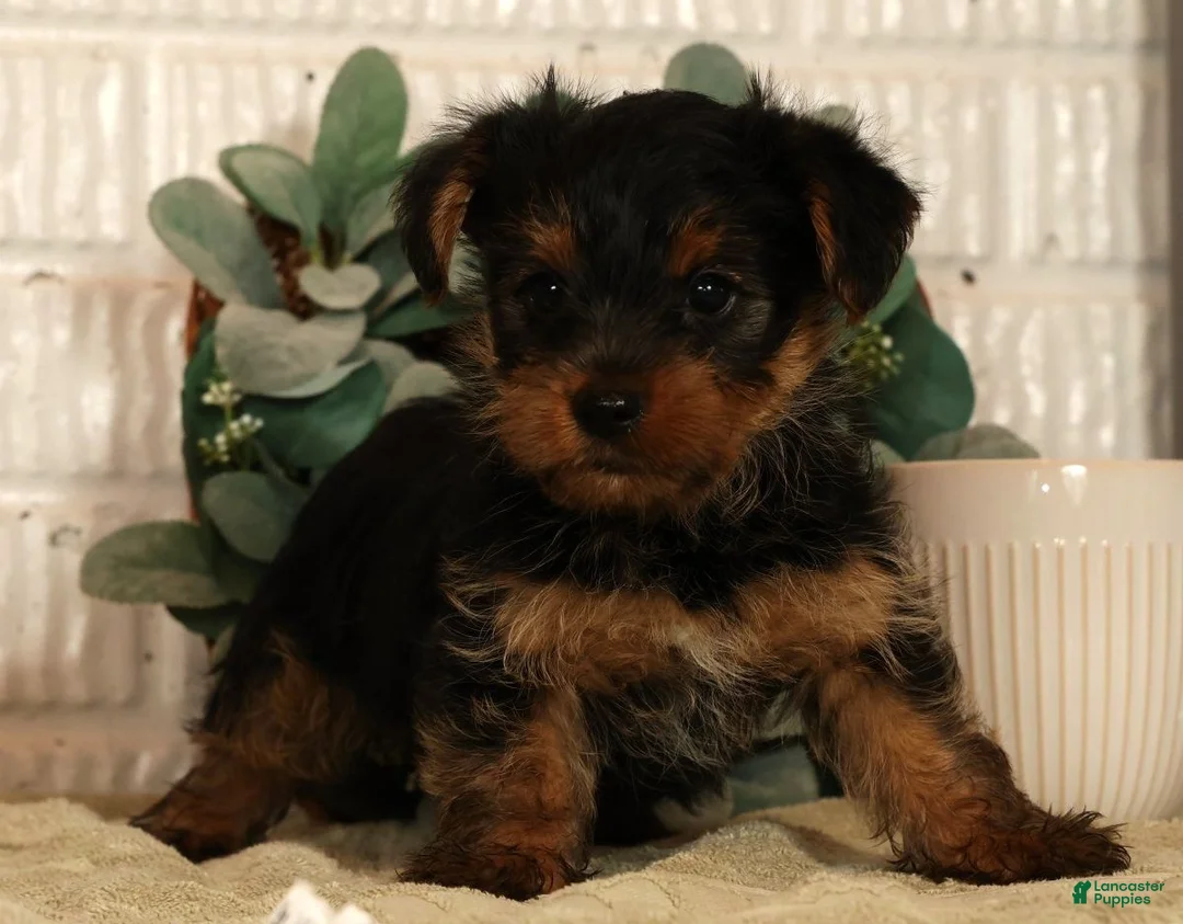 Yorkshire Terrier dogs for sale: Wags - Ad 1