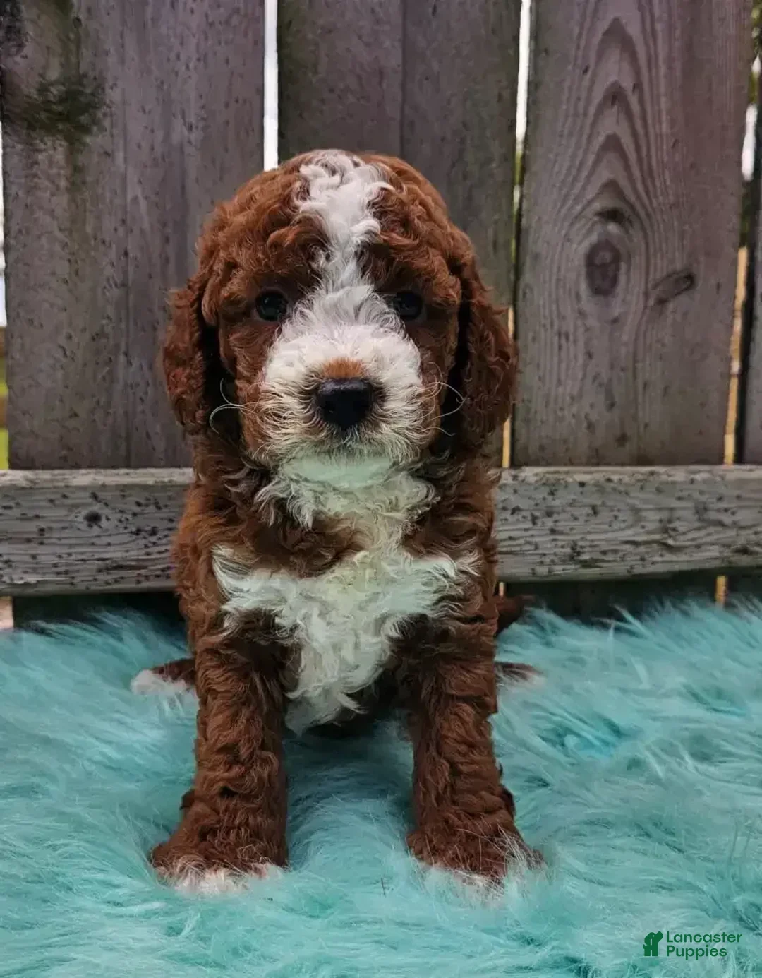 Peaceful Paws Puppies
