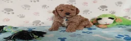 Cockapoo dogs for sale: Petey  - Ad 1
