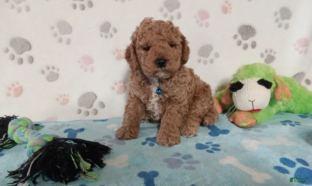 Cockapoo dogs for sale: Petey  - Ad 1