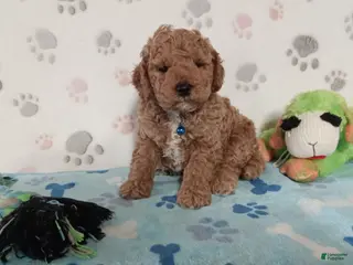 Cockapoo dogs for sale: Petey - Ad 3