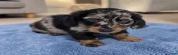 Miniature Dachshund dogs for sale: Lane - Ad 3