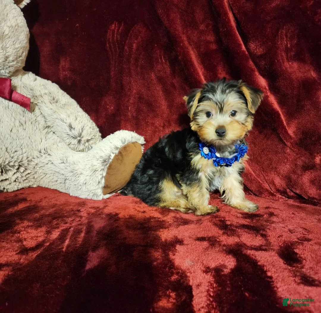 Yorkshire Terrier dogs for sale: *KODY* - Ad 2