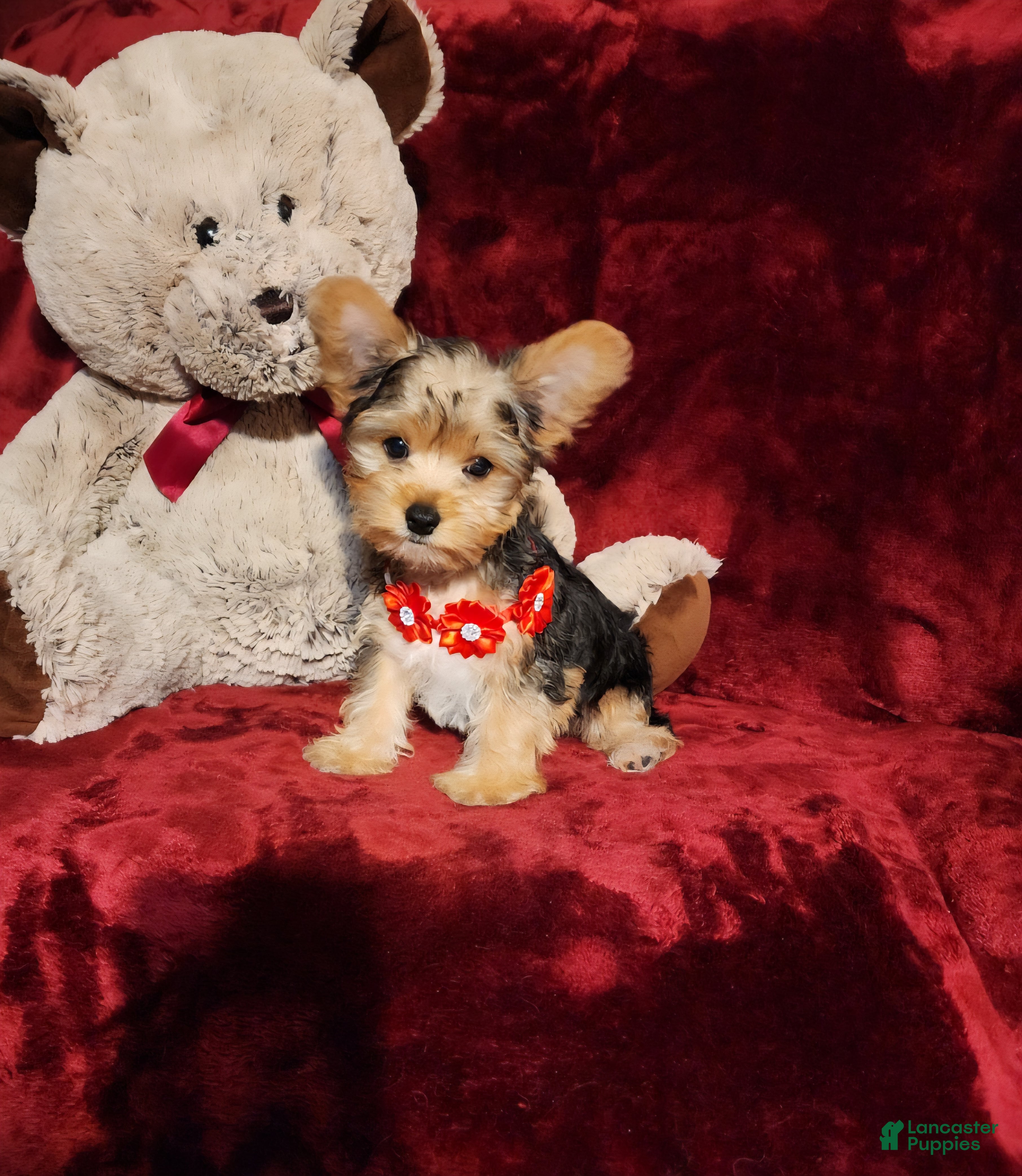 Yorkshire Terrier dogs *LOKI* - Ad 4