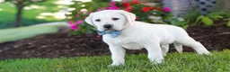 Labrador Retriever dogs for sale: Kurt - Ad 5