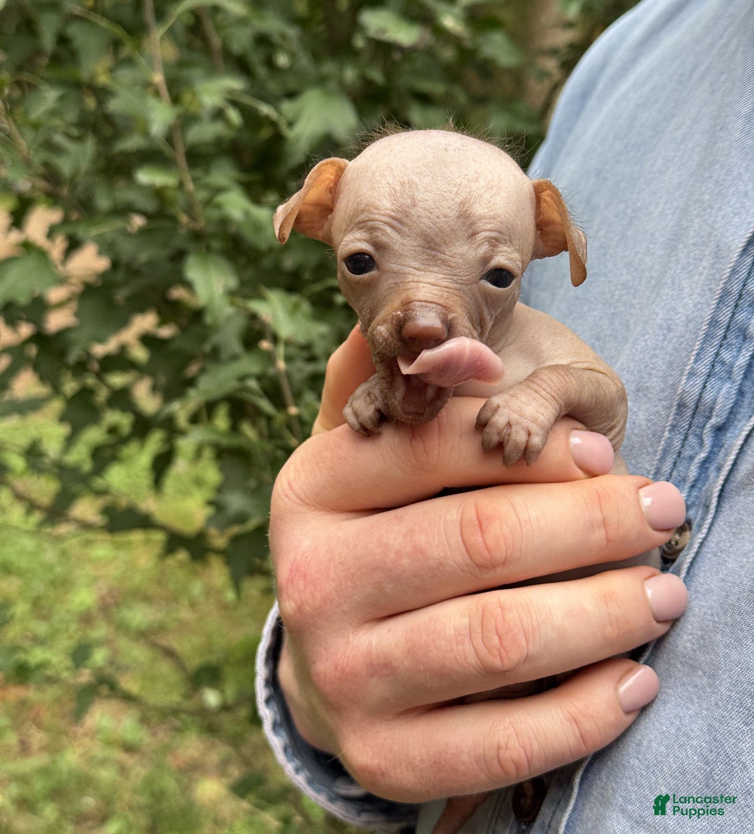 Rare Hairless French Bulldog McCloud For Sale In Benton Lancaster