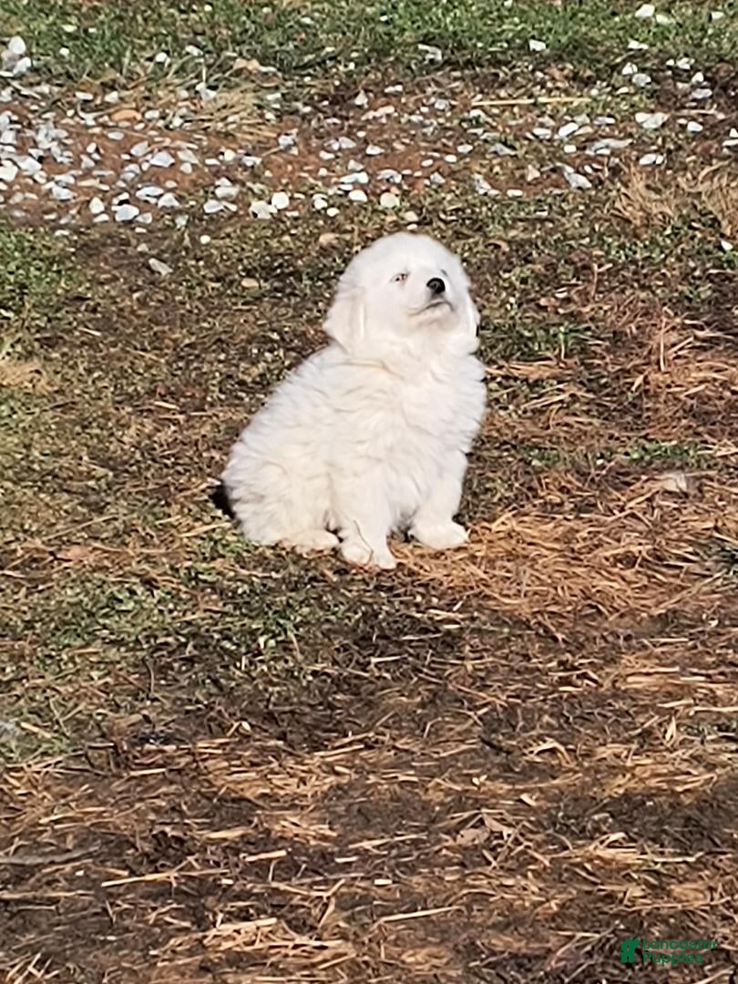 Great Pyrenees dogs Great Pyrenees Puppy 2 - Ad 1