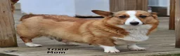 Welsh Corgi Pembroke dogs for sale: Wednesday - Ad 5