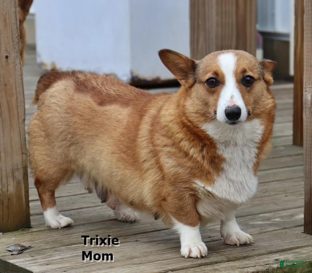Welsh Corgi Pembroke dogs for sale: Wednesday - Ad 5