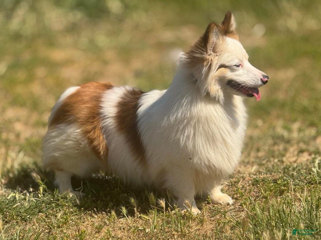 Welsh Corgi Pembroke dogs for sale: Duke (fluffy) - Ad 5