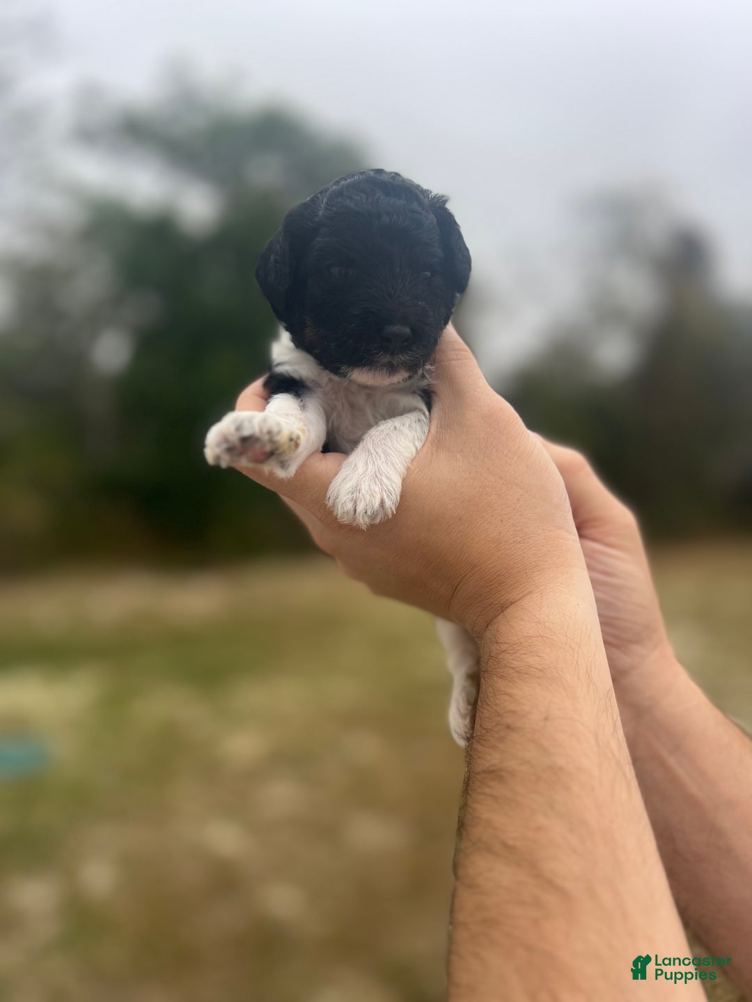 Mini Sheepadoodle dogs for sale: Black-Onyx - Ad 2