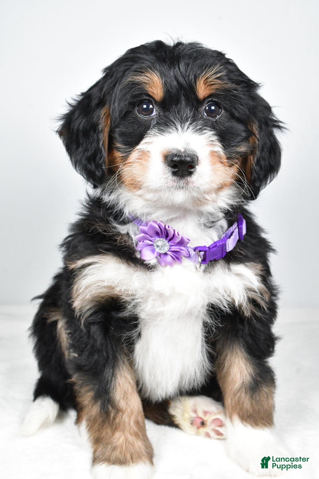 Mini Bernedoodle dogs for sale: Ava - Ad 1
