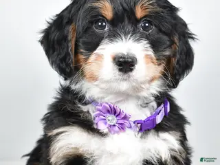 Mini Bernedoodle dogs Ava - Ad 28