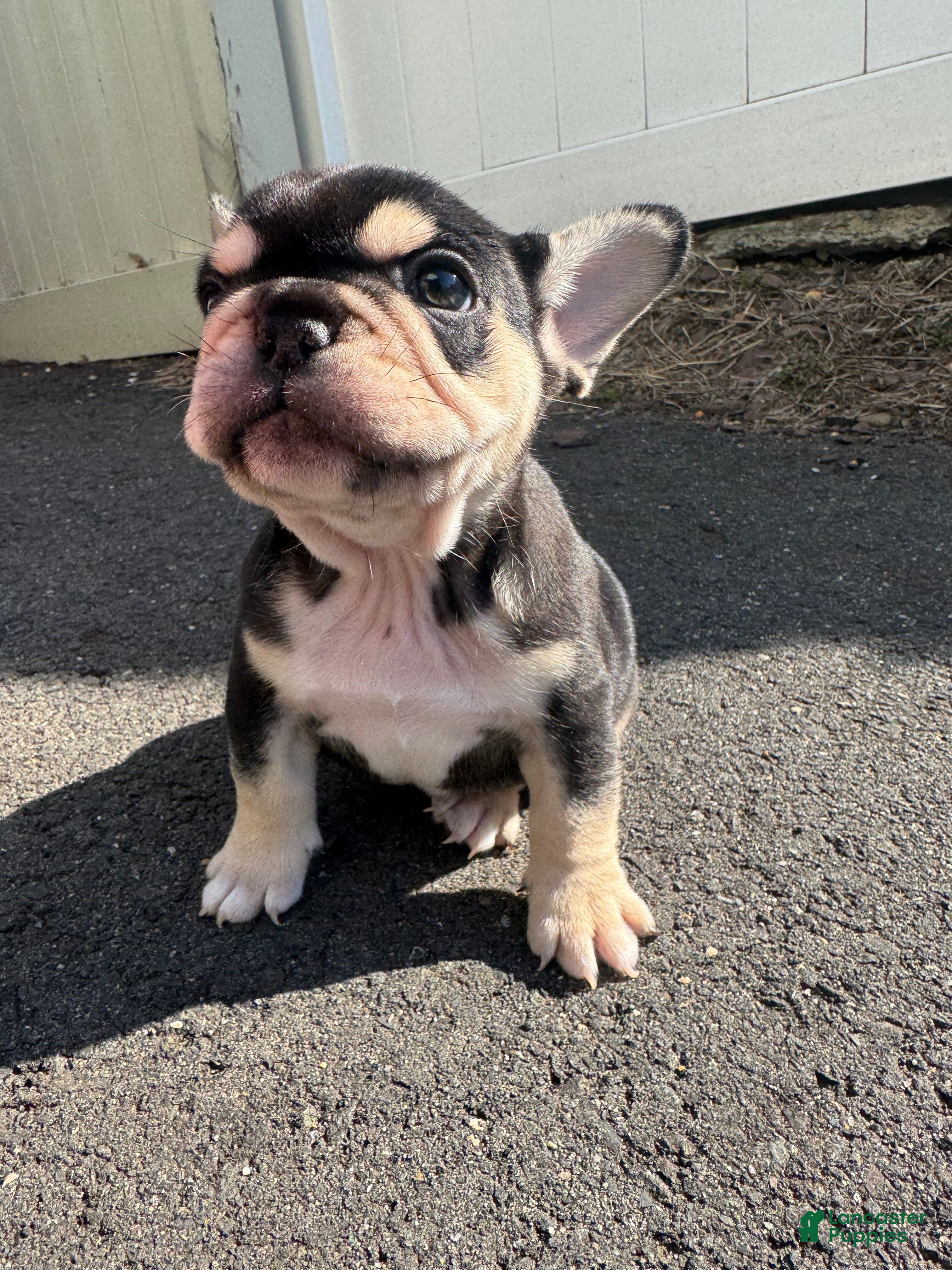 French Bulldog dogs Mike - Ad 1