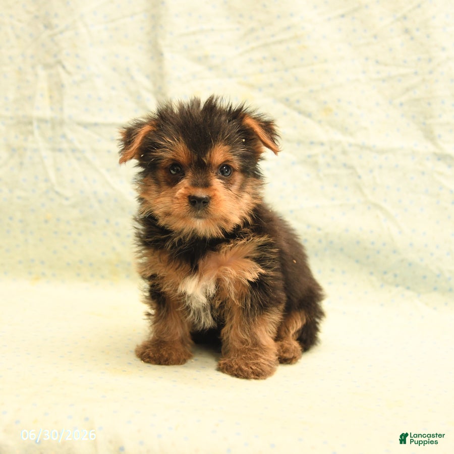Yorkshire Terrier dogs Harry - Ad 1
