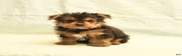 Yorkshire Terrier dogs for sale: Harry - Ad 1