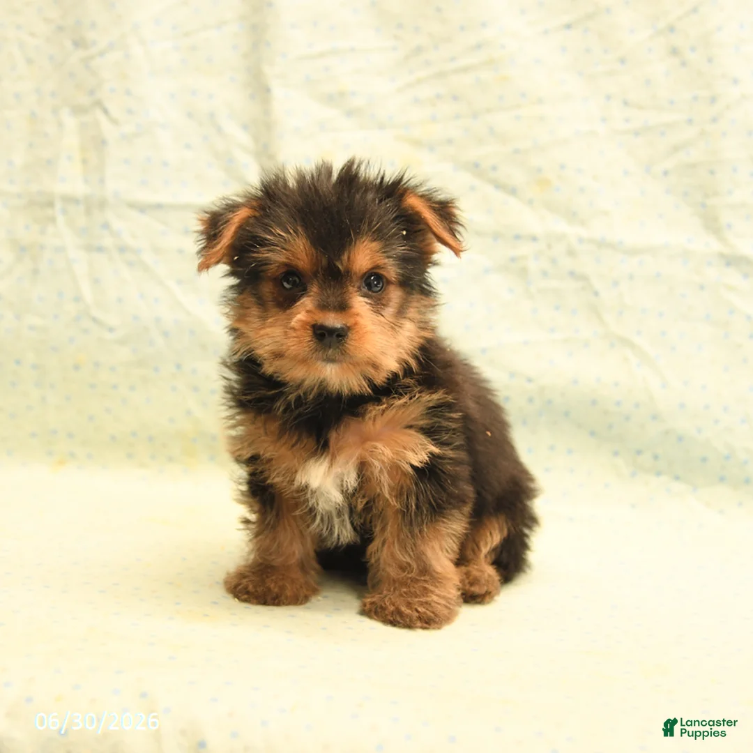 Yorkshire Terrier dogs for sale: Harry - Ad 1