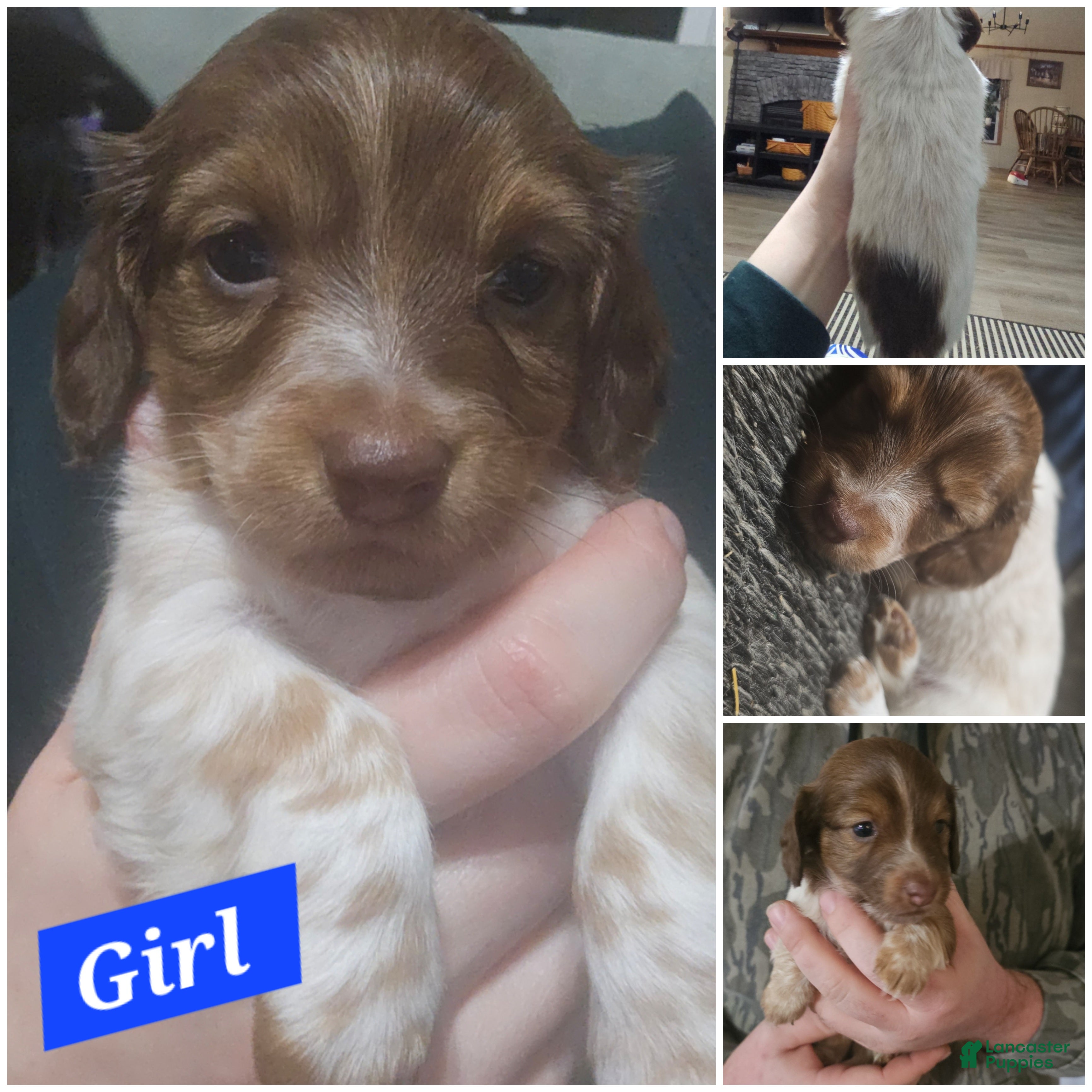 Miniature Dachshund dogs Miniature Dachshund Puppy 1 - Ad 26