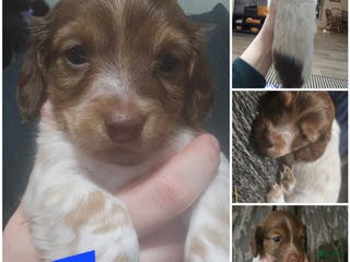 Miniature Dachshund dogs Miniature Dachshund Puppy 1 - Ad 26