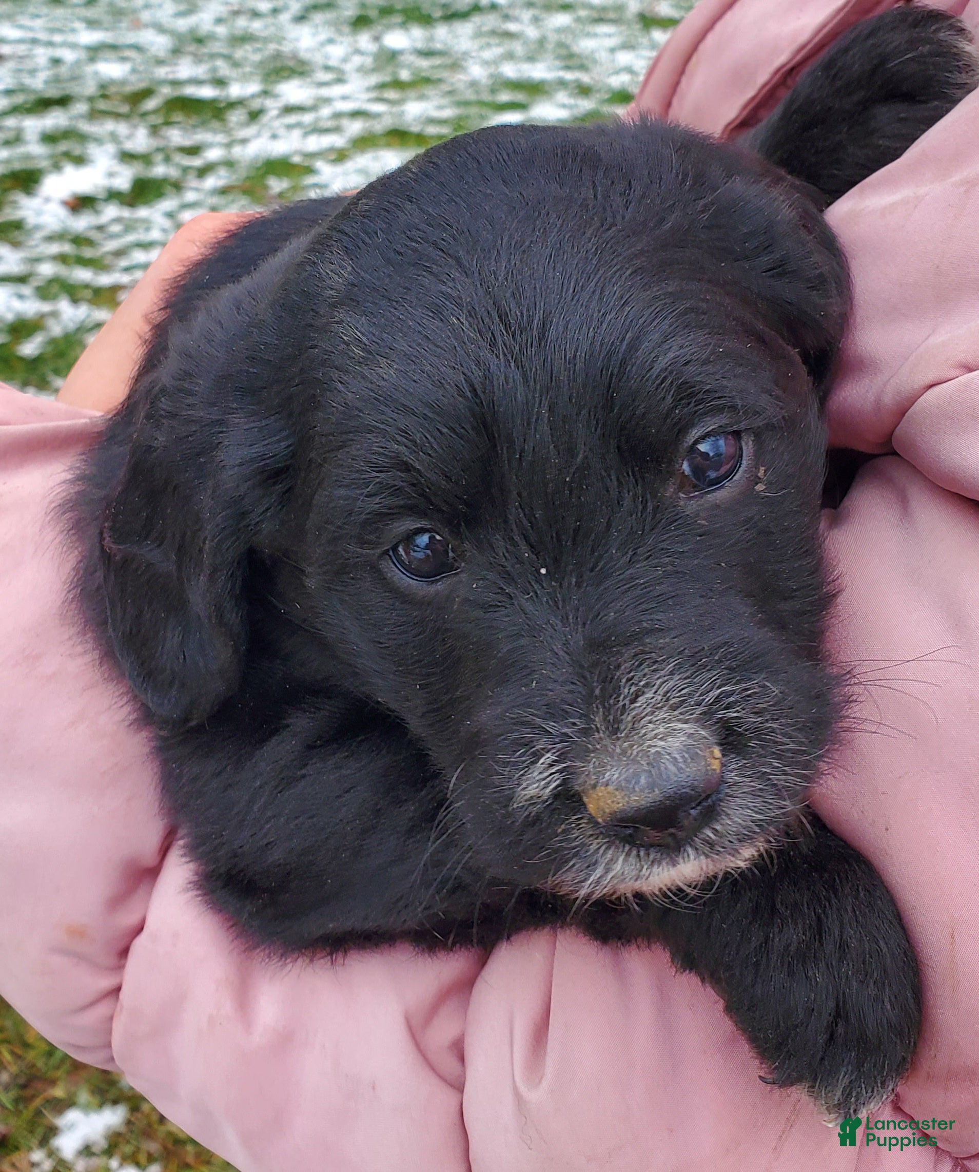 Mixed Breed dogs Monty - Ad 40