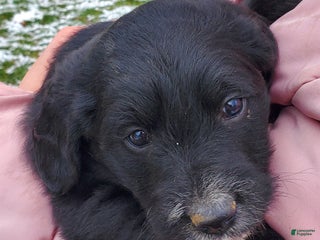 Mixed Breed dogs - Ad 17