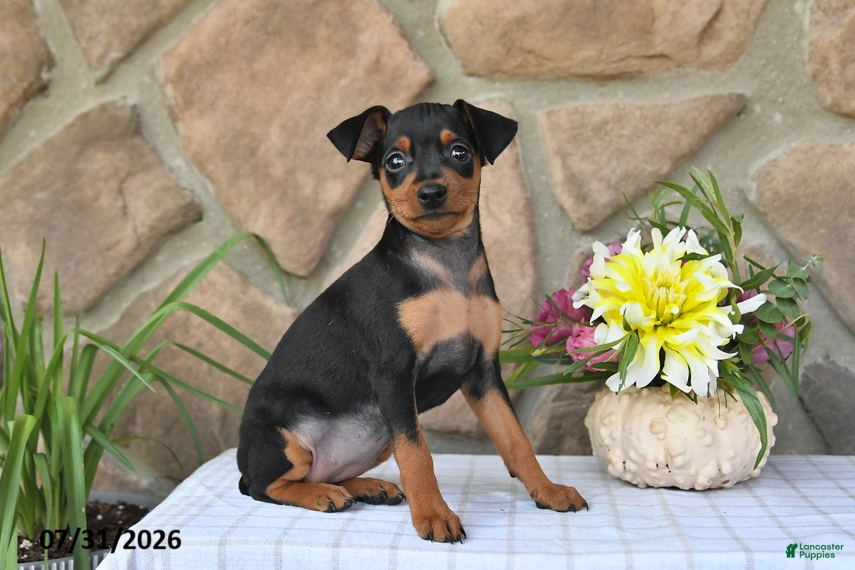 Miniature Pinscher dogs Cindy - Ad 1