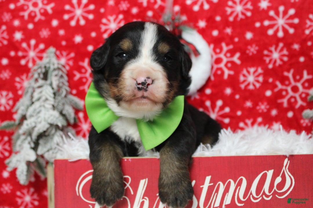 Bernese Mountain Dog dogs for sale: Pumbaa  - Ad 1