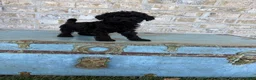 Miniature Labradoodle dogs for sale: Bear  - Ad 6