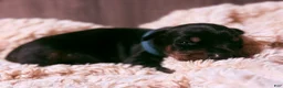 Doberman Pinscher dogs for sale: Ghost - Ad 9