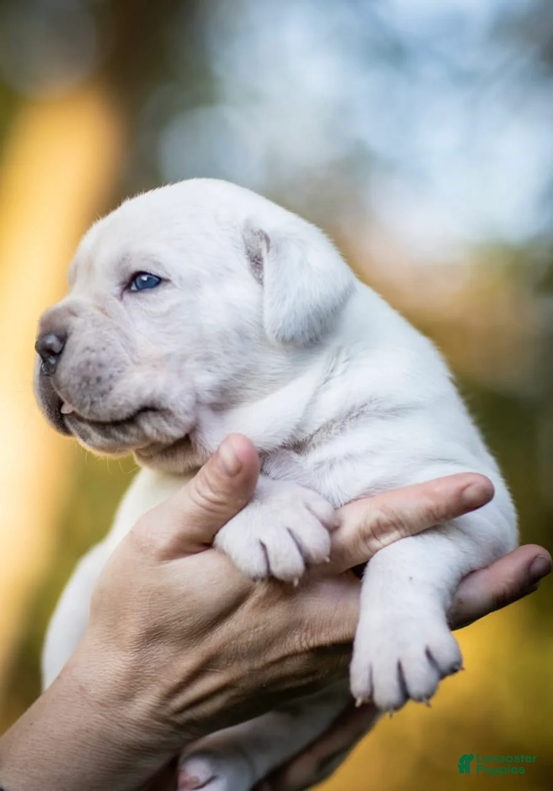 Cane Corso dogs for sale: Midnight Groove’s Never Too Much-Luther  - Ad 2
