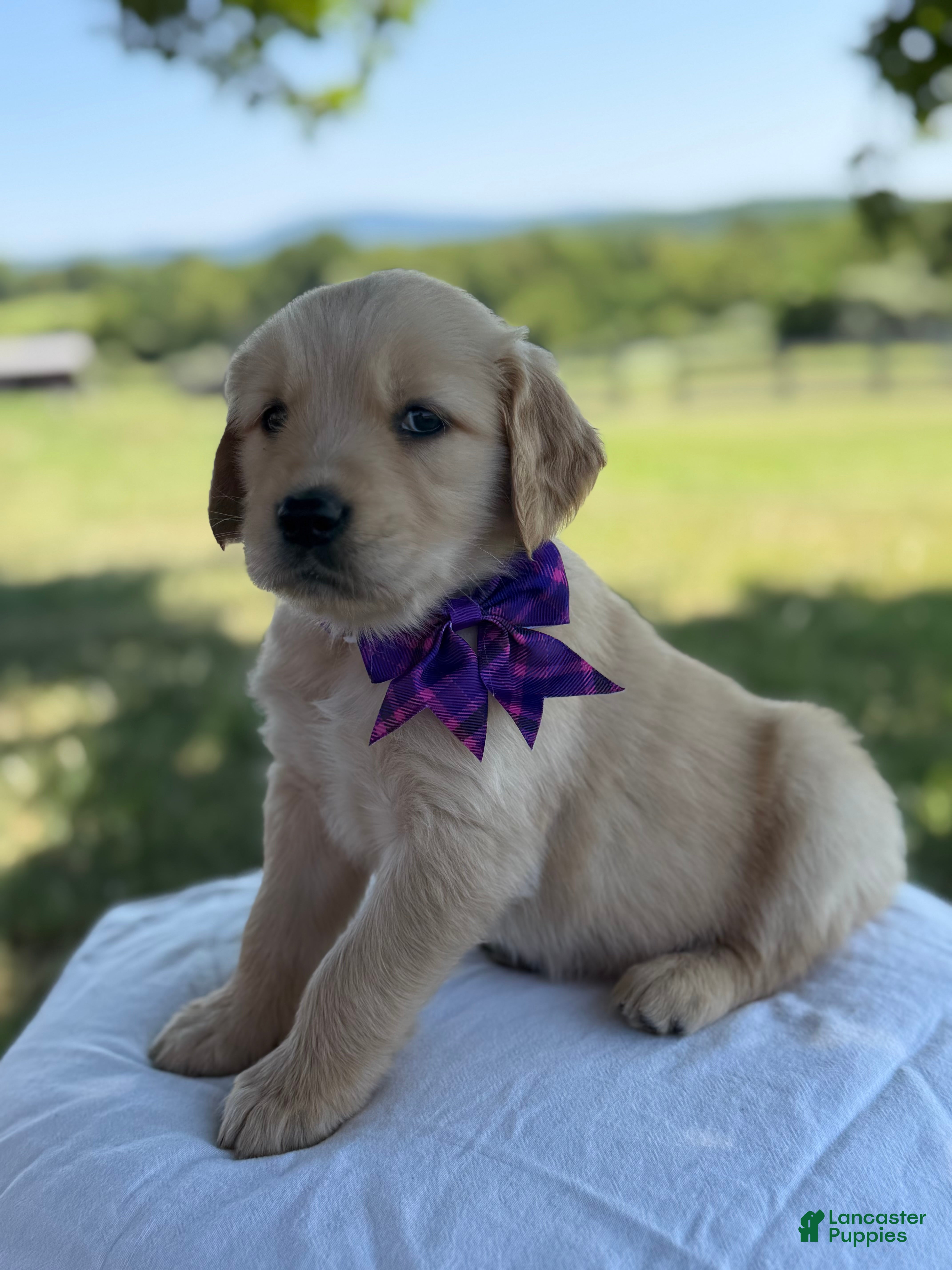 Golden Retriever dogs Elizabeth  - Ad 1