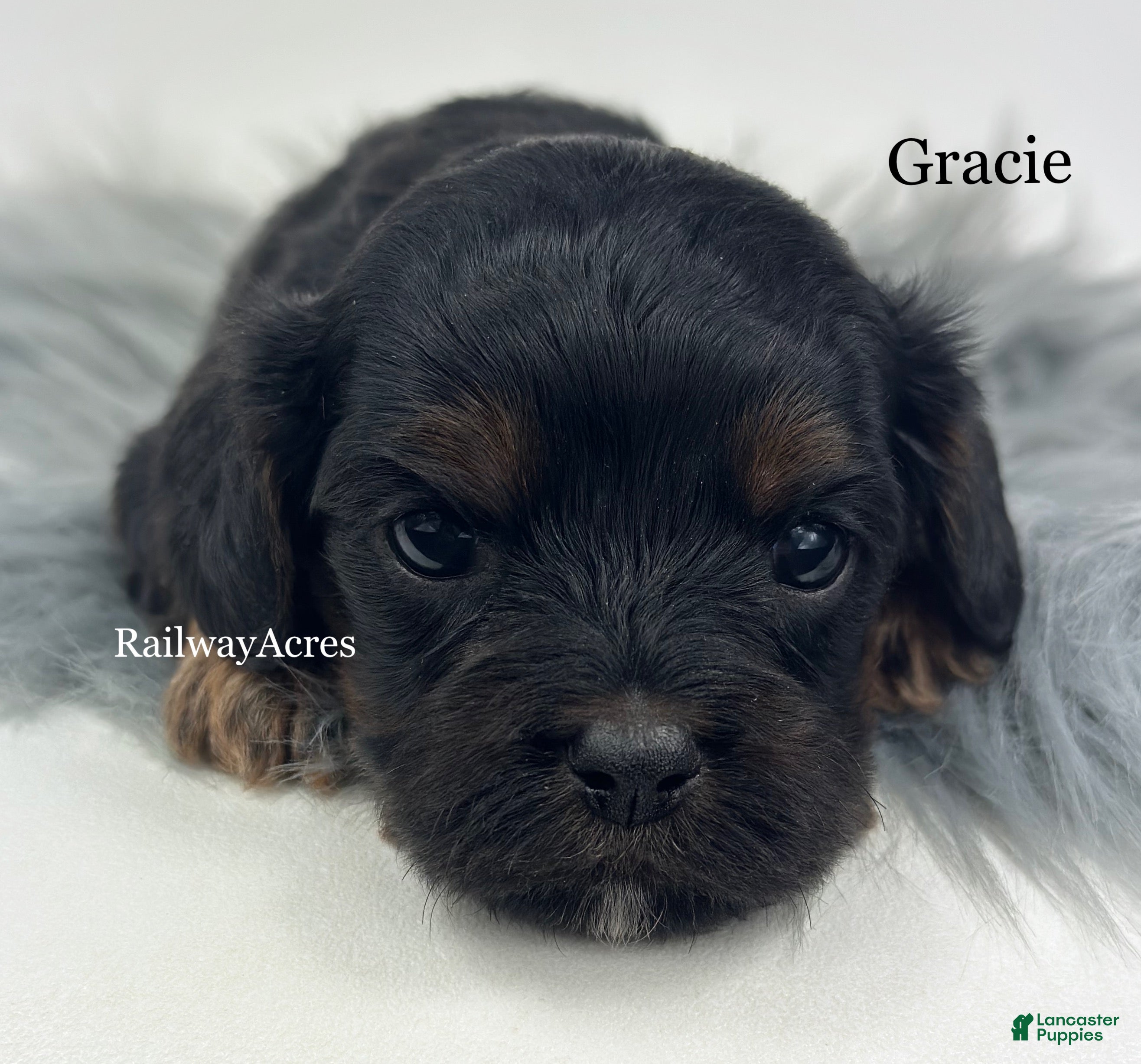 Cavapoo dogs Gracie - Ad 15