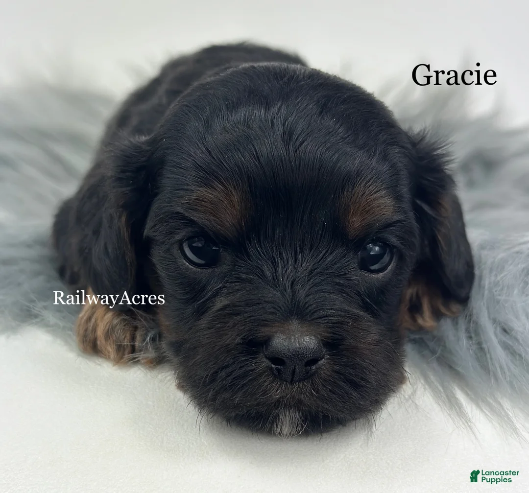 Cavapoo dogs for sale: Gracie - Ad 1