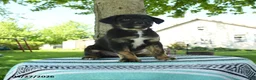 Mixed Breed dogs for sale: Baxter - Ad 1