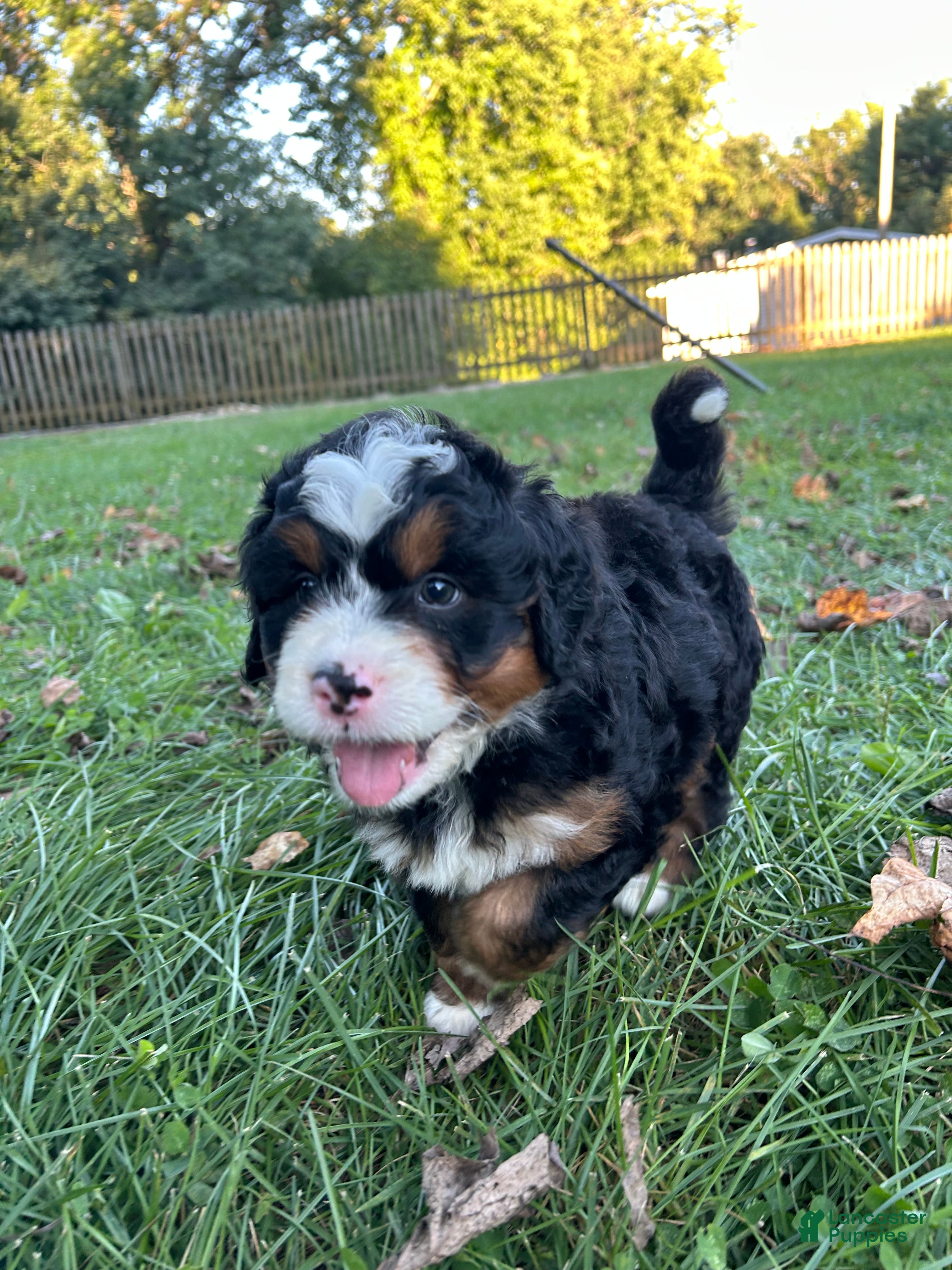 Mini Bernedoodle dogs Beau - Ad 1