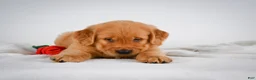Golden Retriever dogs for sale: Romeo - Ad 13