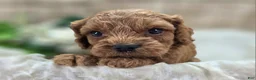 Cockapoo dogs for sale: Nigel - Ad 13
