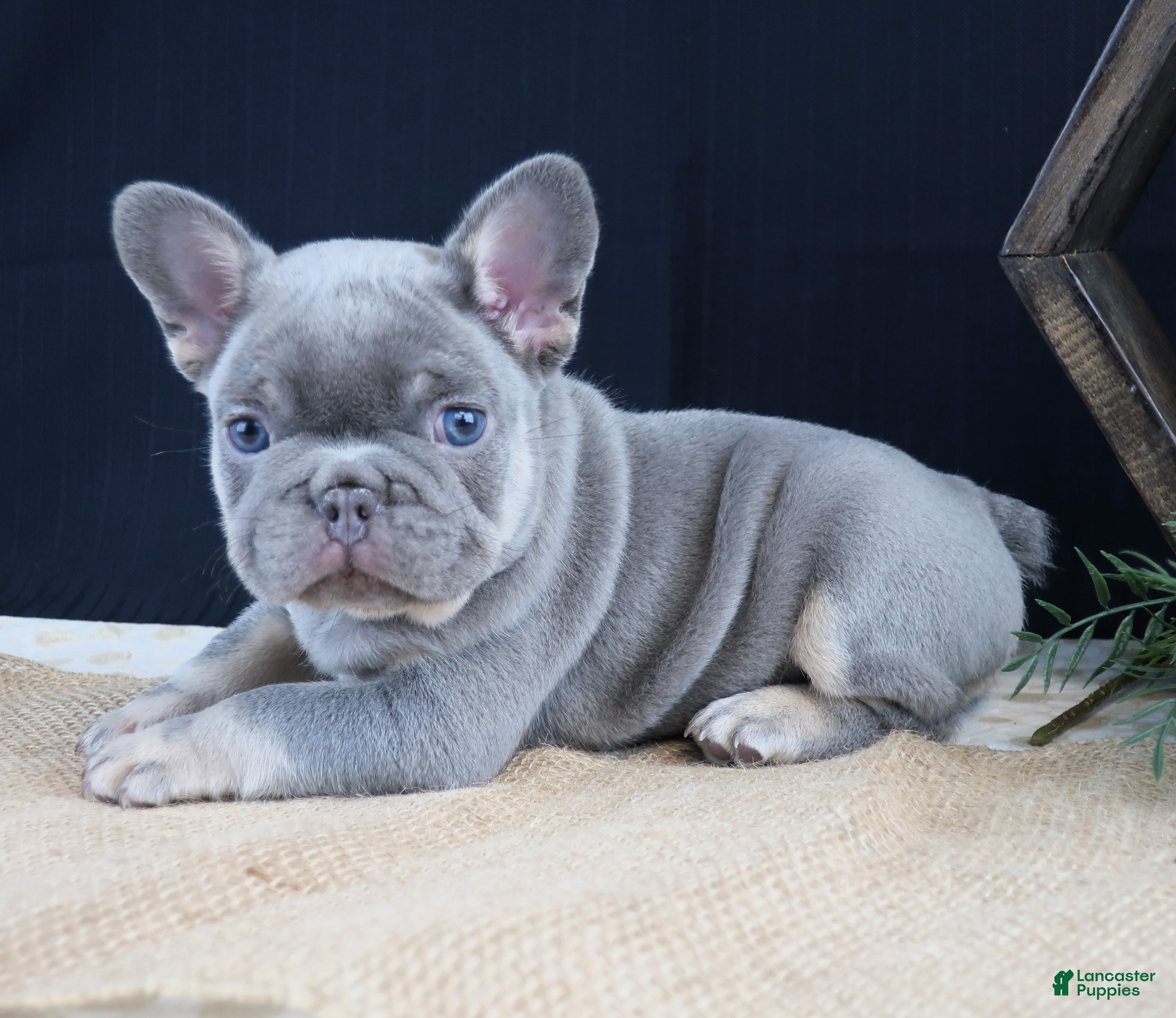 French Bulldog dogs Finn - Ad 1