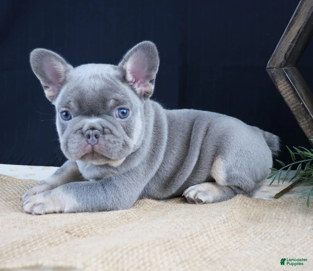 French Bulldog dogs for sale: Finn - Ad 1