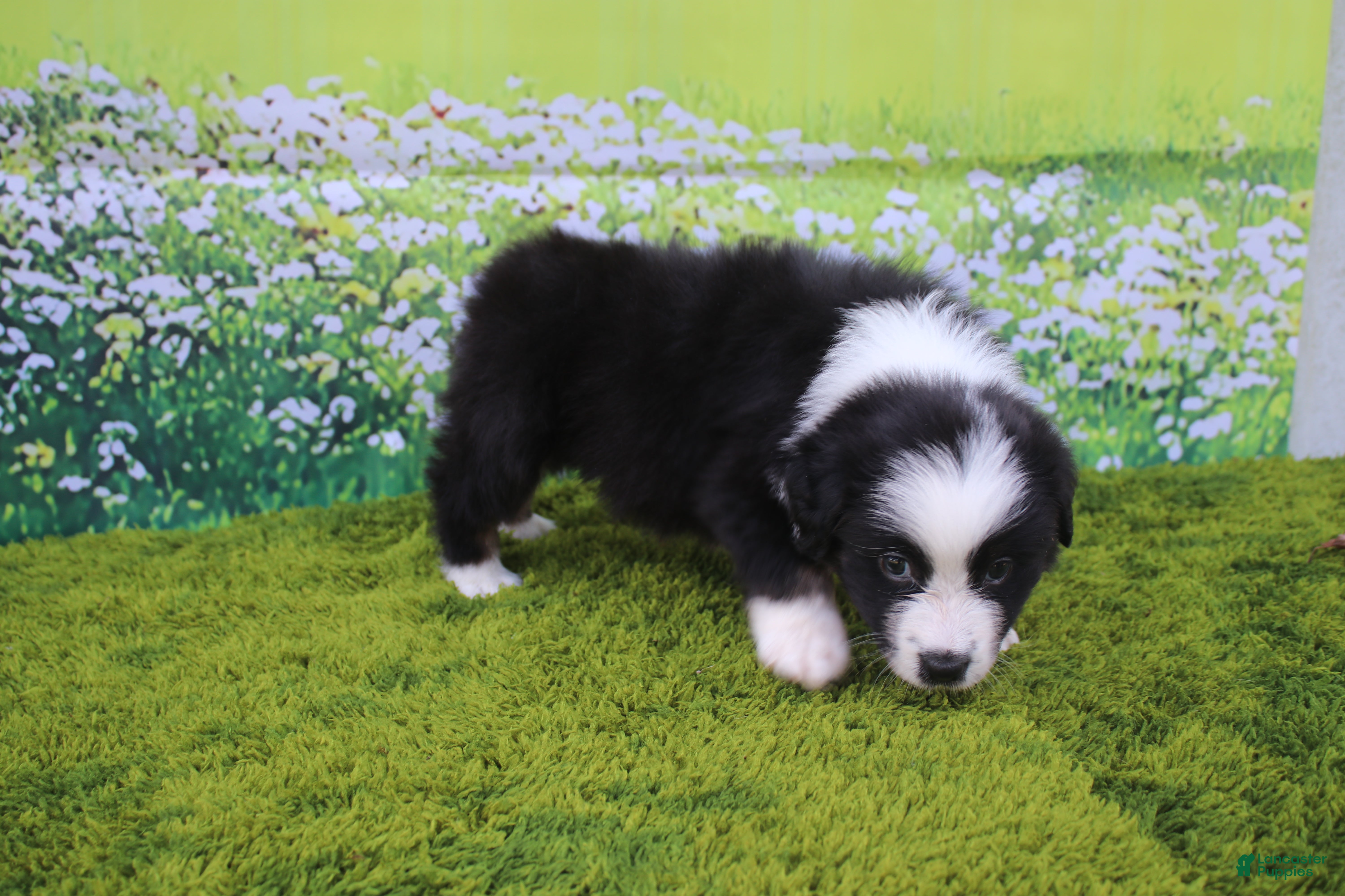 Australian Shepherd dogs for sale: Levi - Ad 4