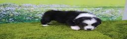 Australian Shepherd dogs for sale: Levi - Ad 1