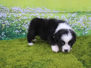 Australian Shepherd dogs Levi - Ad 42