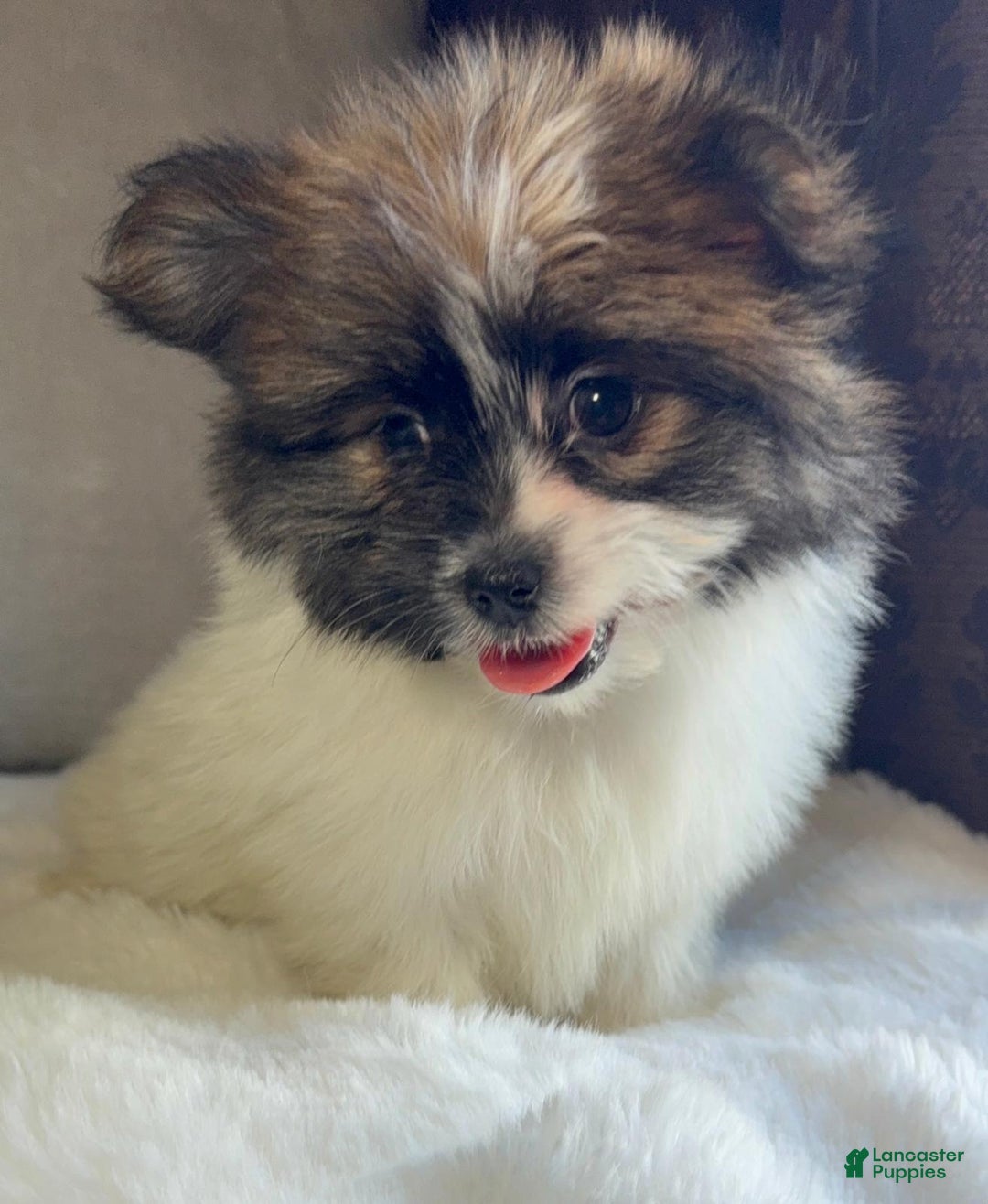 Mixed Breed dogs for sale: Designer Breed Yorkishire Terrier, Pomeranian Mix Puppy Female Daisy - Ad 5