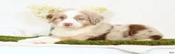 Miniature Australian Shepherd dogs for sale: Leo - Ad 3